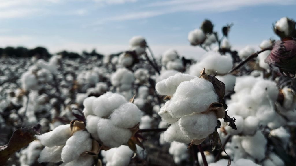 is cotton vegan