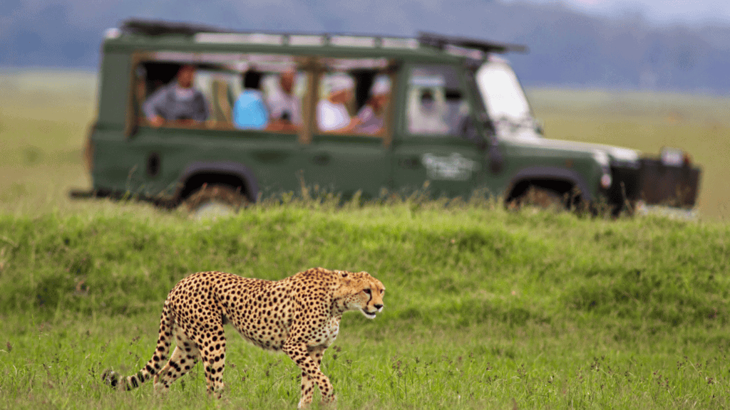 African safari with cheetah and safari vehicle in open grassland.