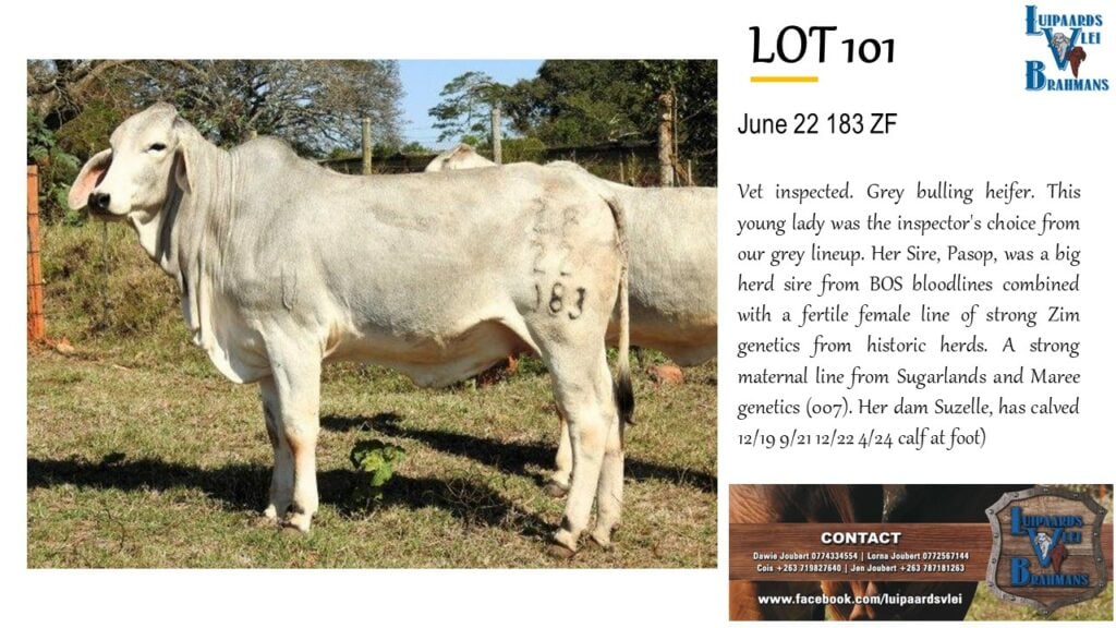 LOT 101