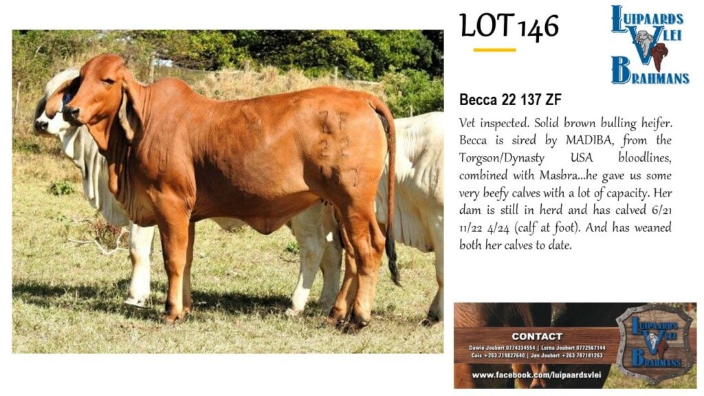 LOT 146