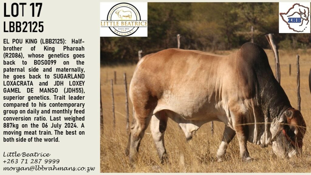 LOT 17