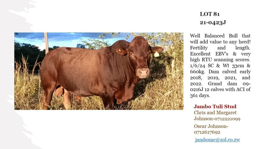 LOT 81