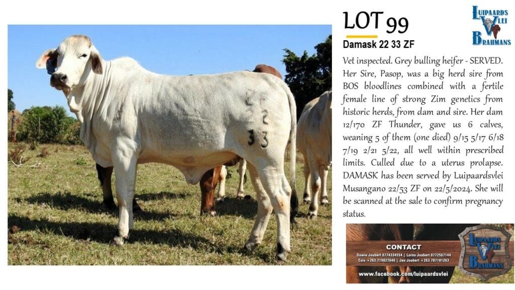 Lot 99