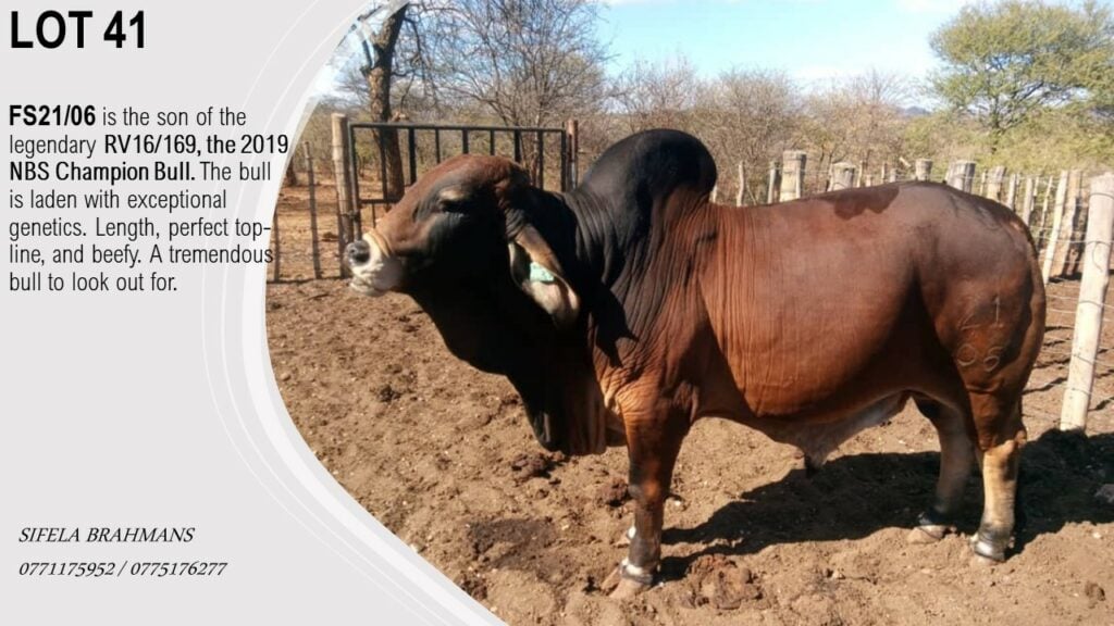 Sifela lot 41(2)