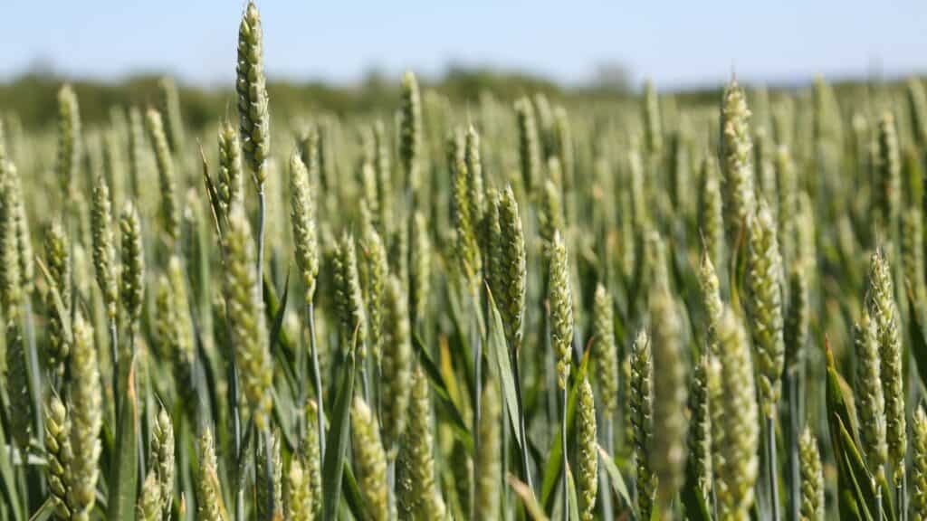 Wheat field with green stalks swaying in the wind, showcasing the importance of pollen quality in crop production.