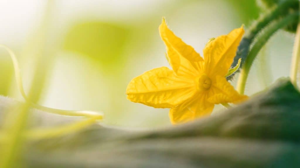 Yellow cucumber flower in a greenhouse, highlighting pollen quality’s role in fruit development.