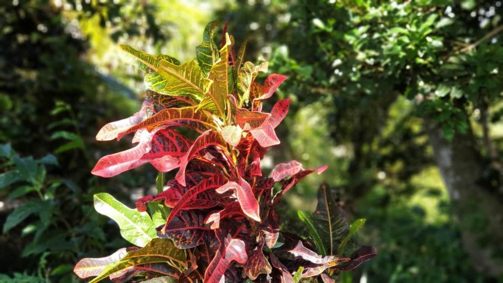 Pflanzenwelt Ted Paul Nature Trail