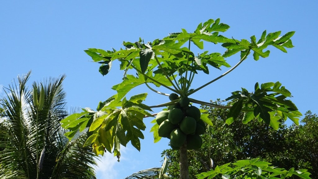 Ted Paul Nature Trail