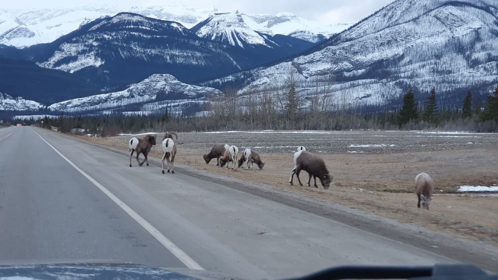 Tiere mitten auf der Straße in Alberta Kanada