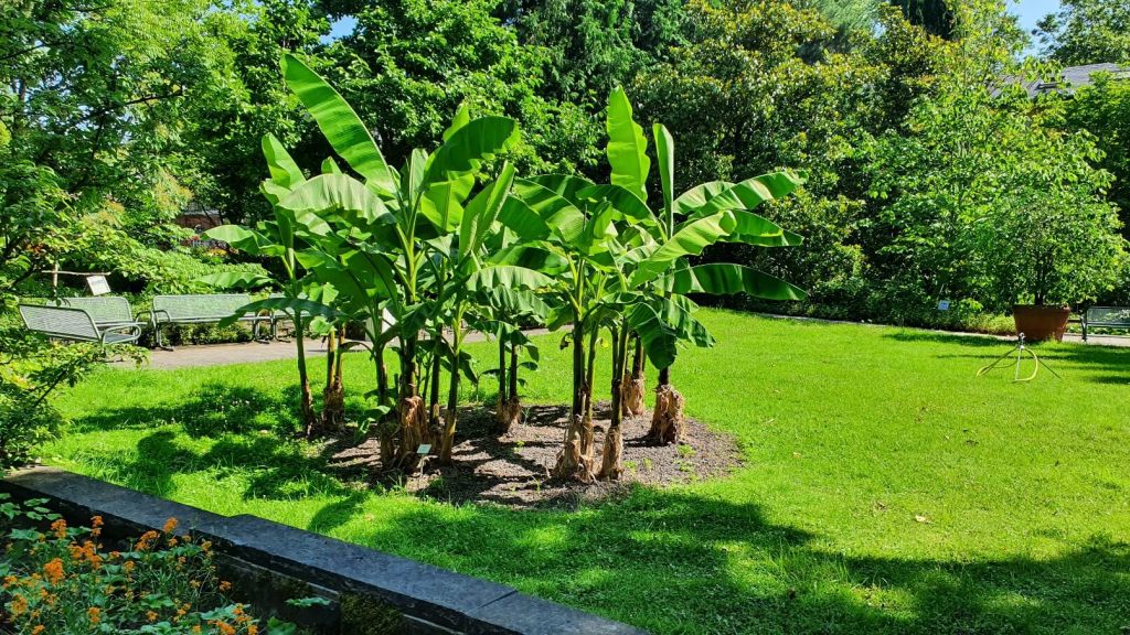 Palmengarten in Frankfurt