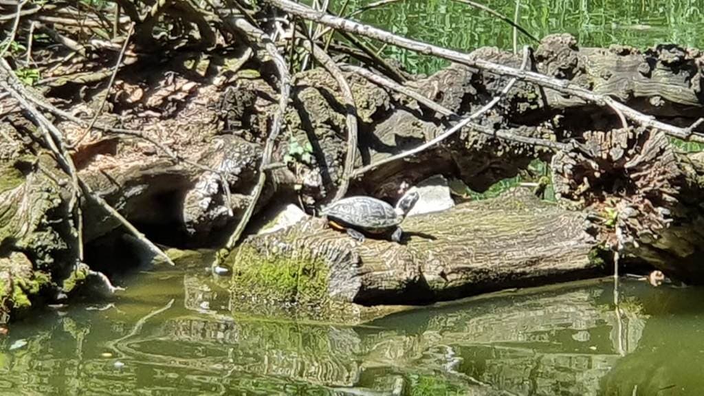 Schildkröten sonnen sich