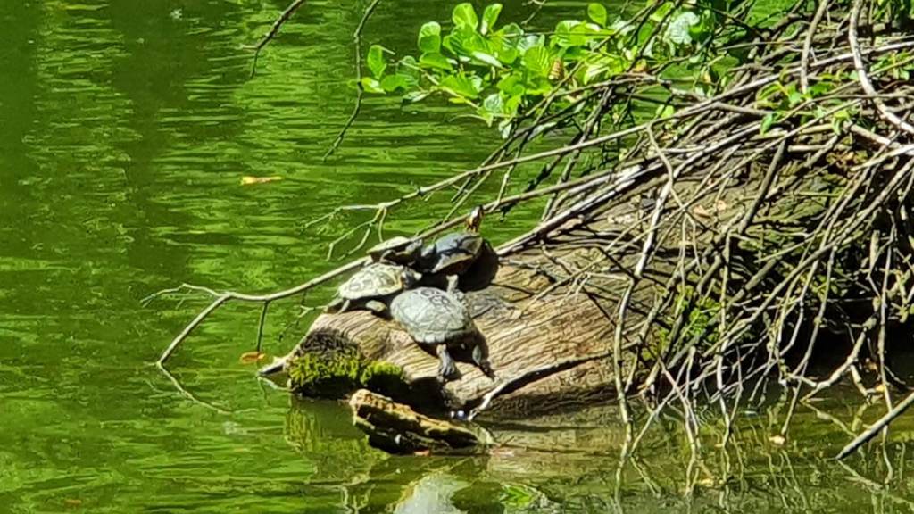 Schildkröten sonnen sich