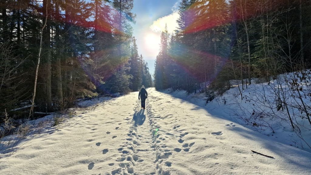 Wanderung im Winter zu den Wapta Falls