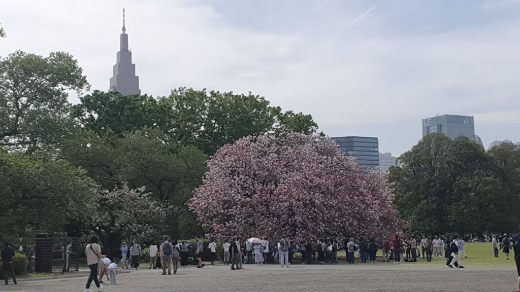 Die letzte Kirschblüte im Shinjuku Gyoen Park in Tokio