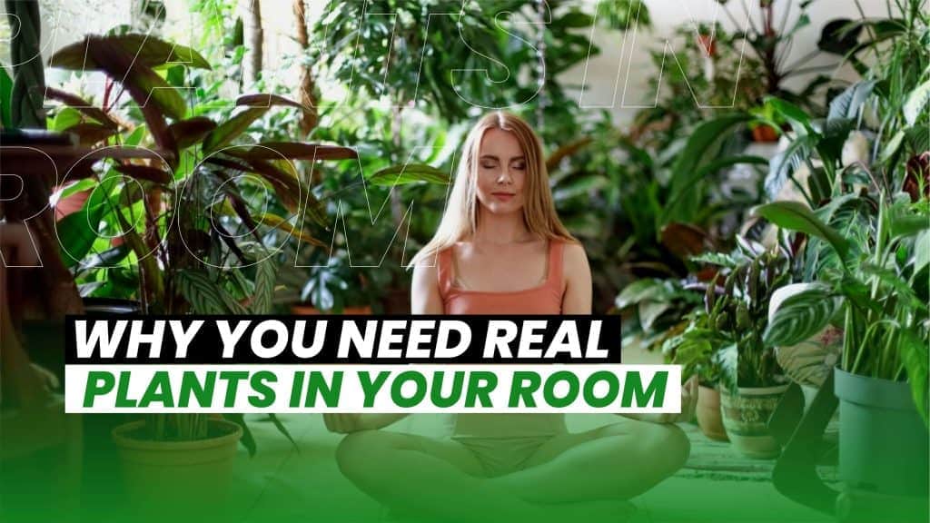 You Need Real Plants In Your Room.