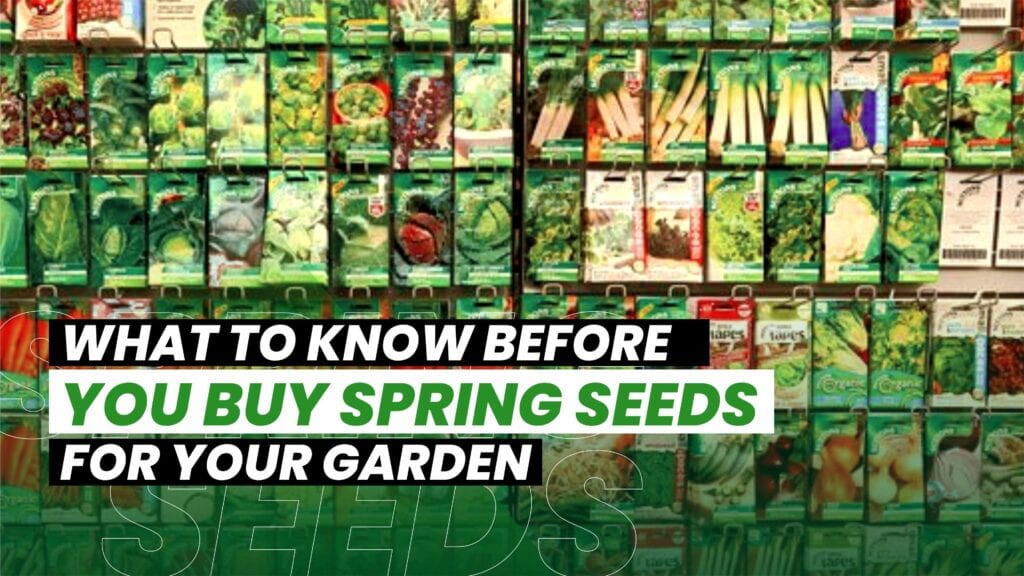 Seeds And How To Buy Them For Spring