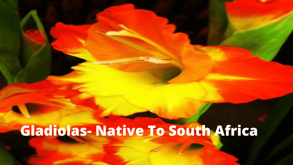 Gladiolas- Blossoming Summer and Winter