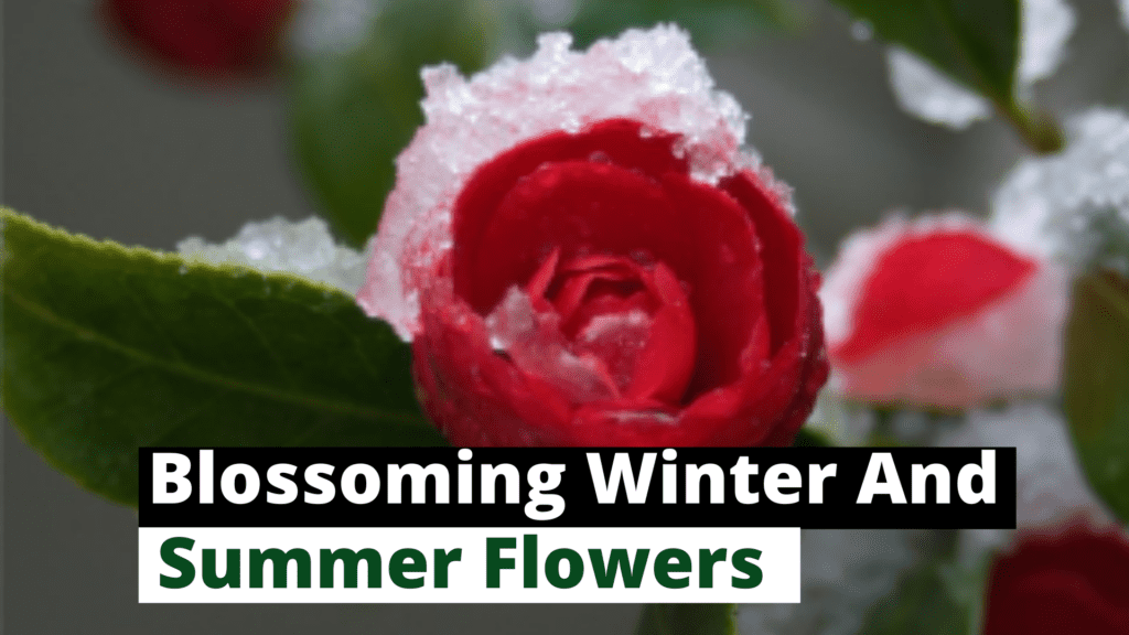 Blossoming Winter And Summer Flowers