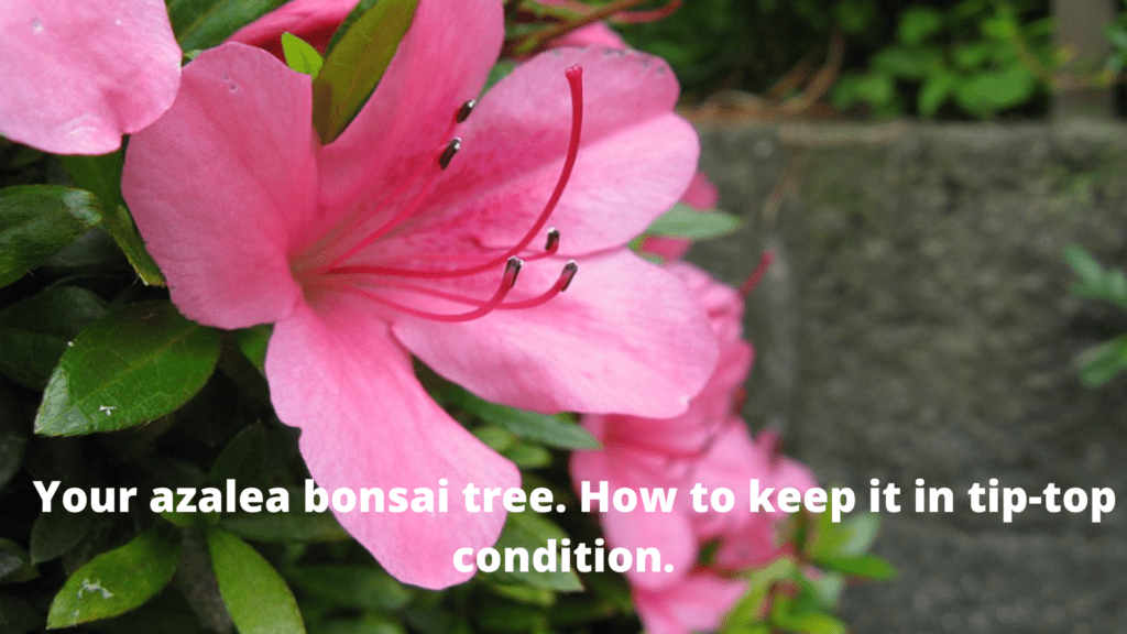 Your azalea bonsai tree How to keep it in tip-top condition.