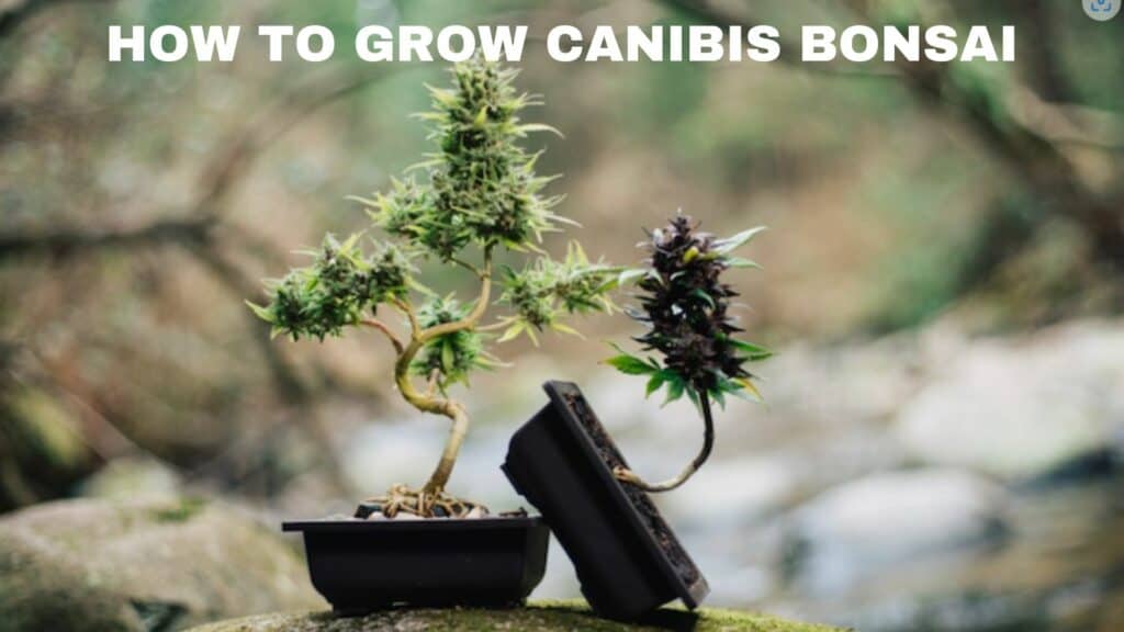 HOW TO GROW CANIBIS BONSAI