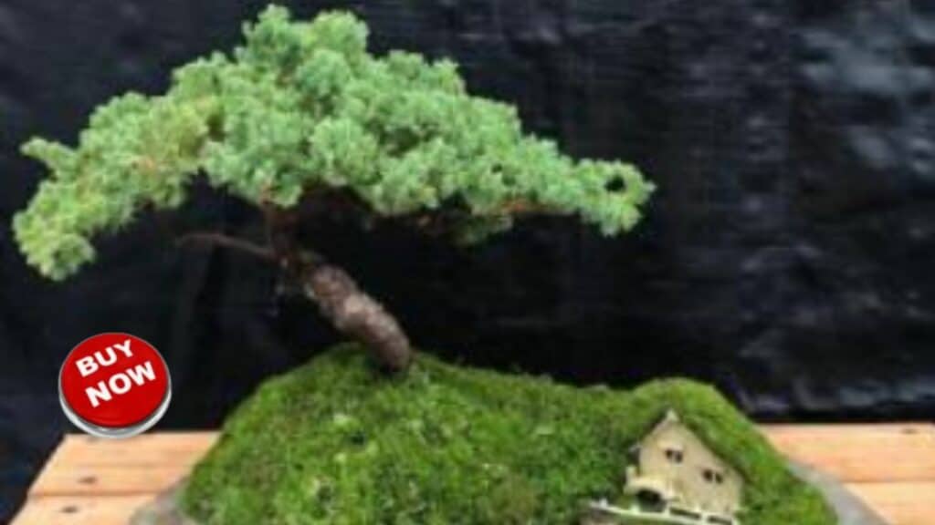 One Of A kind Juniper Bonsai- Buy Now