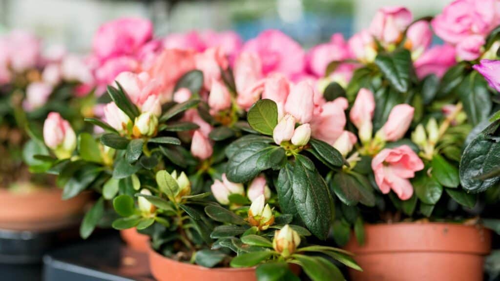 Pink Azaleas In Two Pots- Online Bonsai Shop