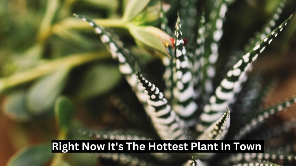 The White Stripes Dracaena-When It Comes To Indoor Houseplants