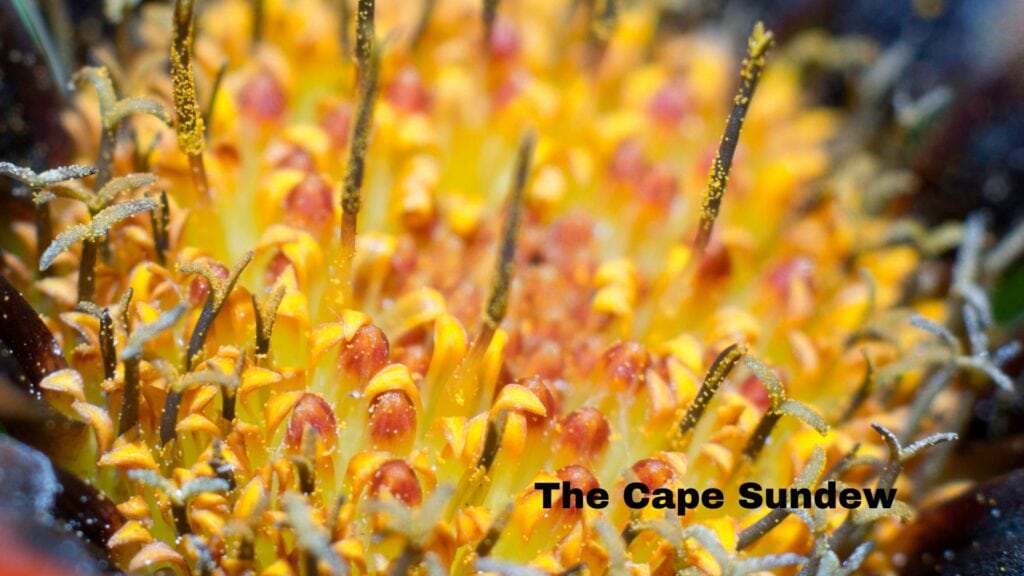 The Cape Sundew Carnivorous Plant