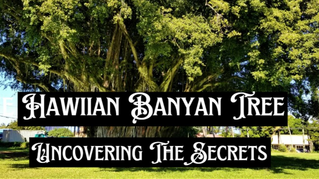 Hawiian Banyan Tree-Uncovering The Secrets-Cover