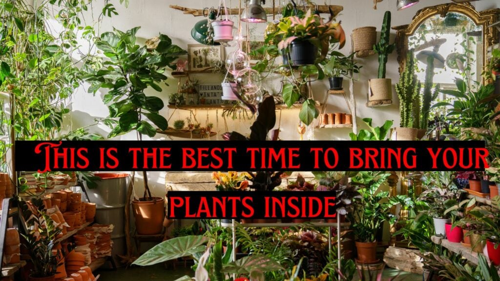 This is the best time to bring your plants inside