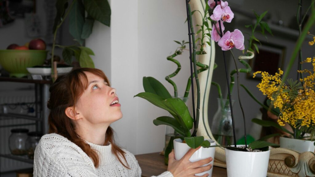Elevating Your Indoor Plant Care Routine