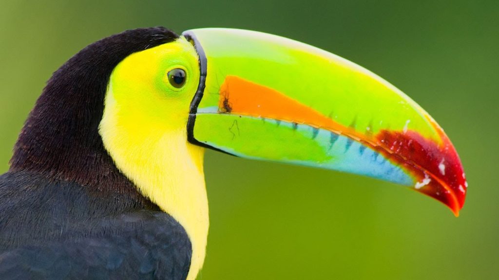 The Tucan is just one the many birds you will see