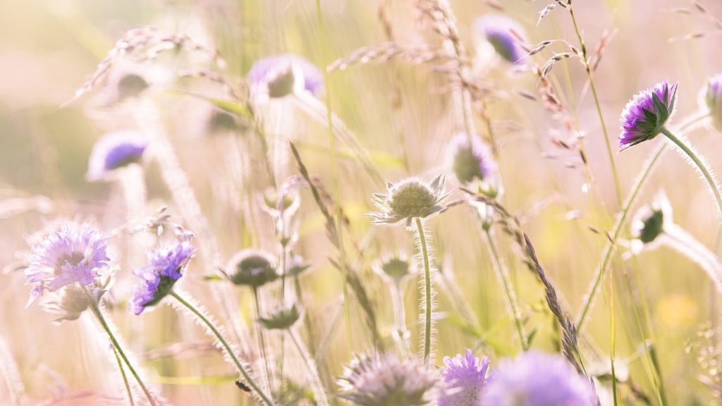 fleurs sauvages