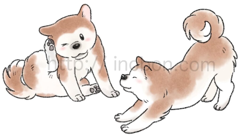 耳をかく柴犬と伸びをする柴犬