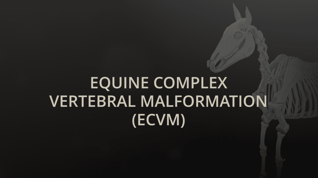 Equine Complex Vertebral Malformation