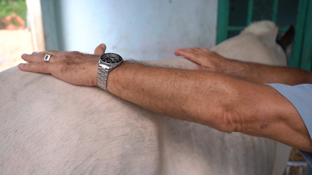 Equine Massage Therapy