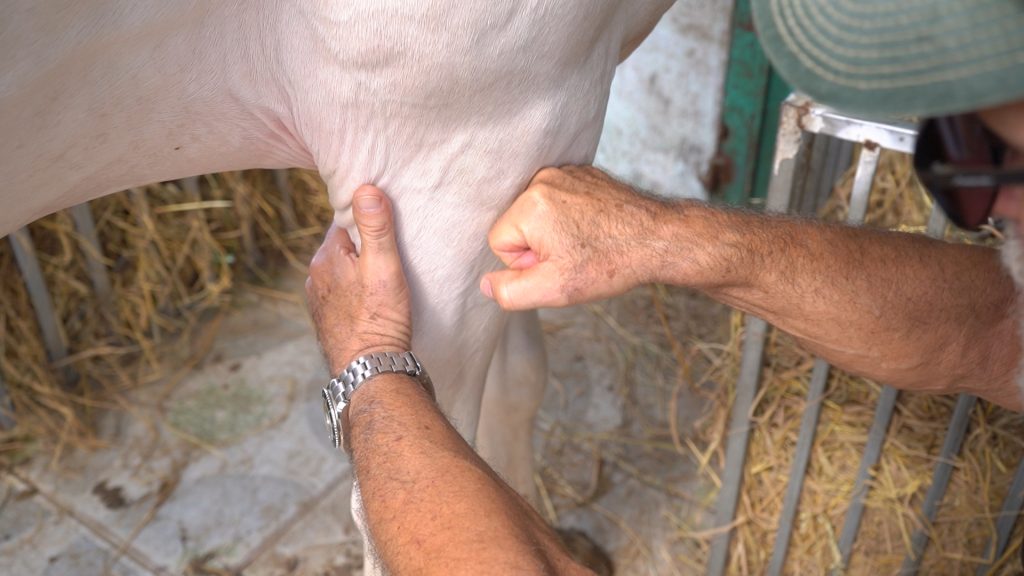 Benefits of Equine Massage