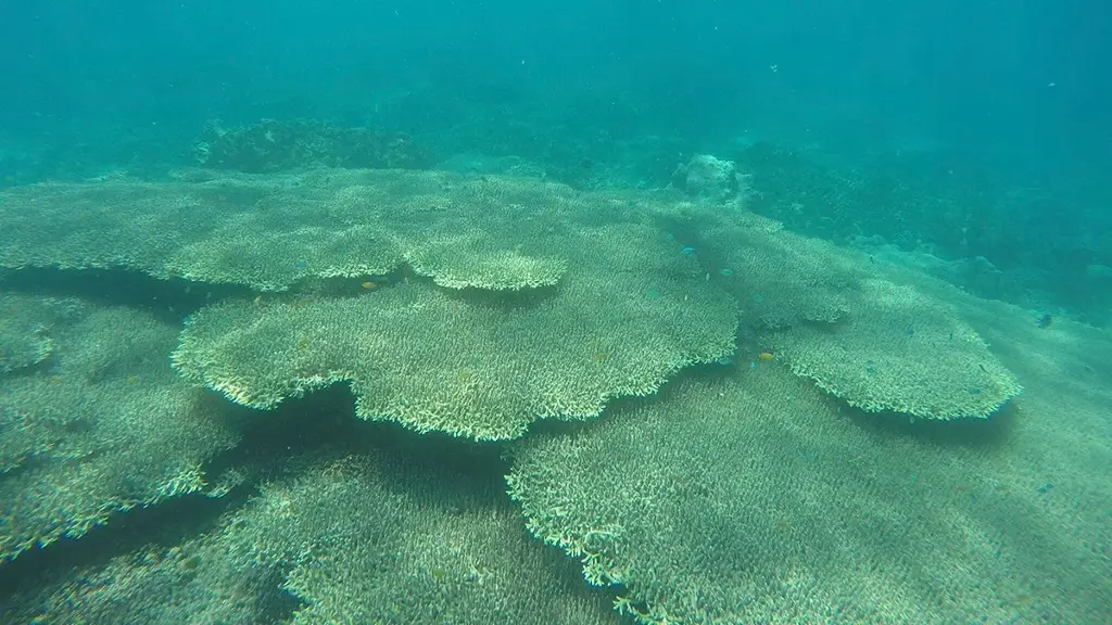 Another type of coral on the sea floor with a number of small fish swimming around.