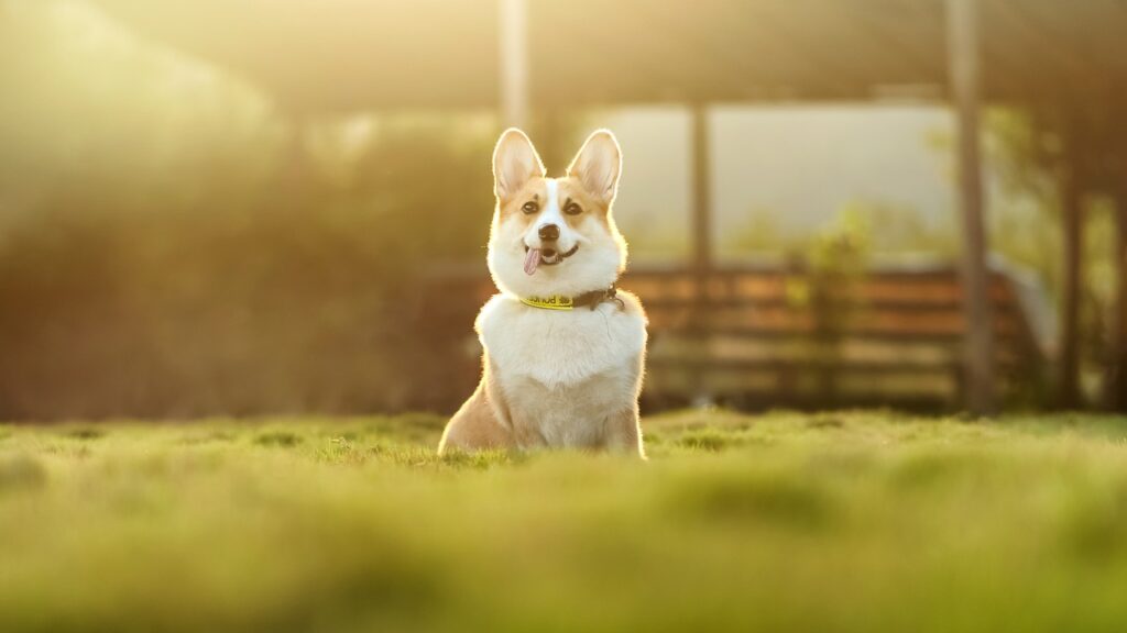Do corgis shed.jpg