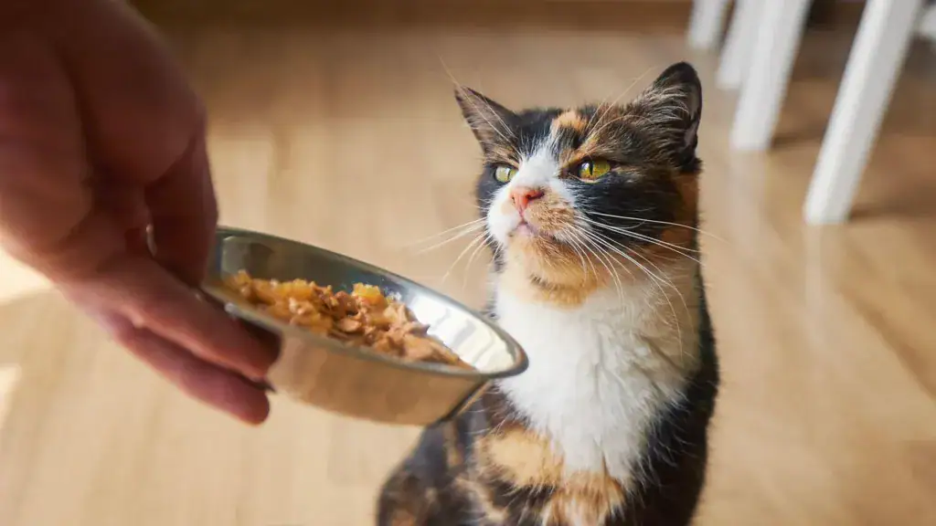 Microplastics Found in More Than 75% of Pet Food Tested, Raising Fresh Questions About Pet Health