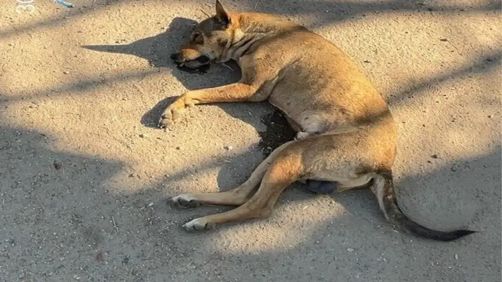 21 Stray Dogs and 2 Cats Poisoned in Nashik Village, Two Men Booked in Mass Killing