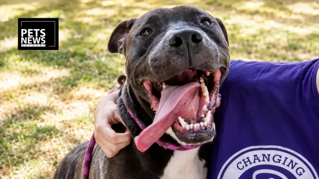 286 Pets Find New Homes in Just Four Days at Iowa's Clear the Shelters Adoption Event