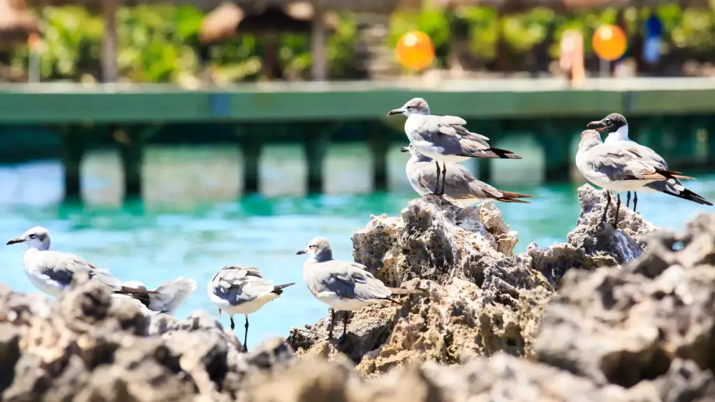 aves emblematicas en las playas de caribe