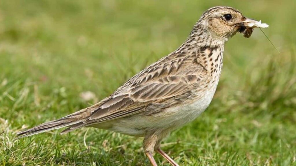 Bird Nesting is vulnerable to extreme heat