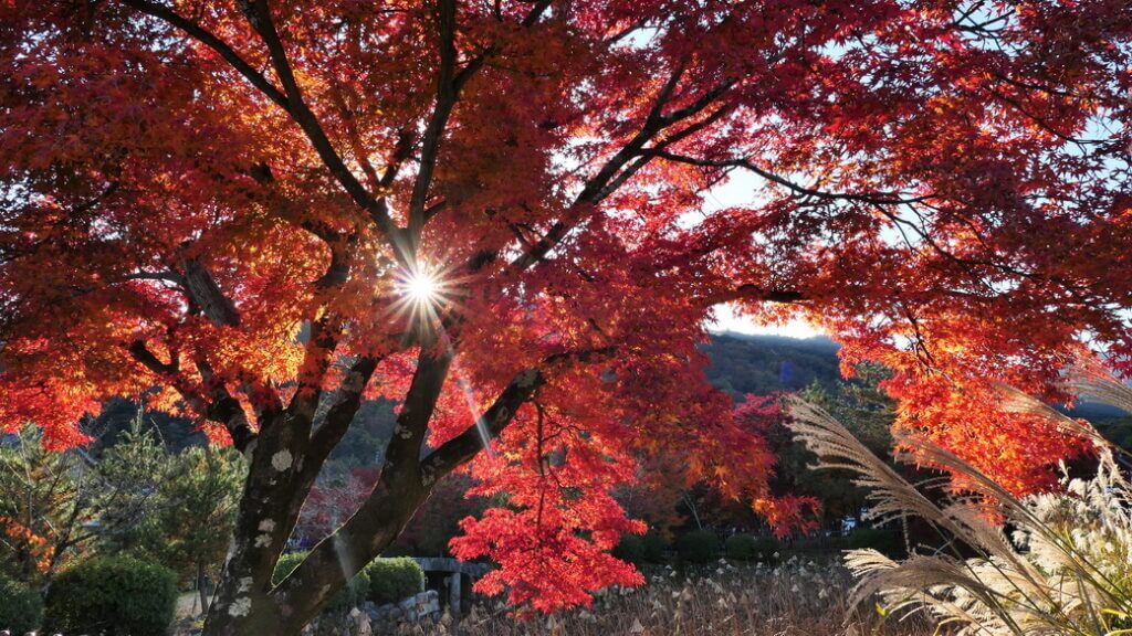 京都天龍寺紅葉