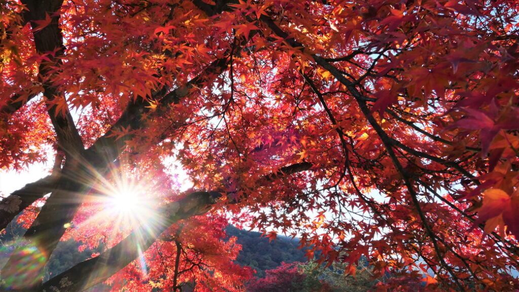 京都天龍寺紅葉