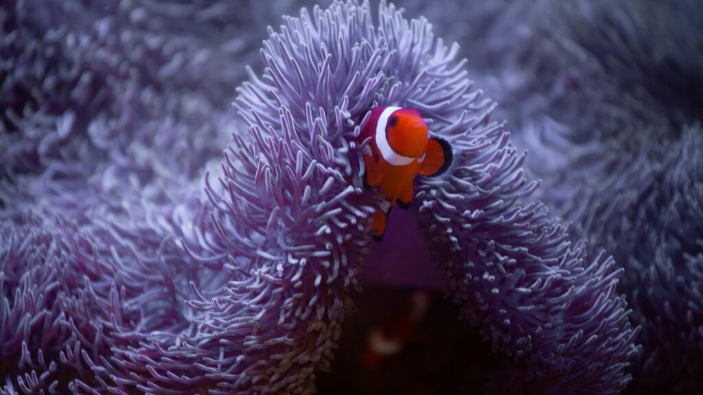 Close-up of a clownfish nestled in a vibrant purple sea anemone underwater.