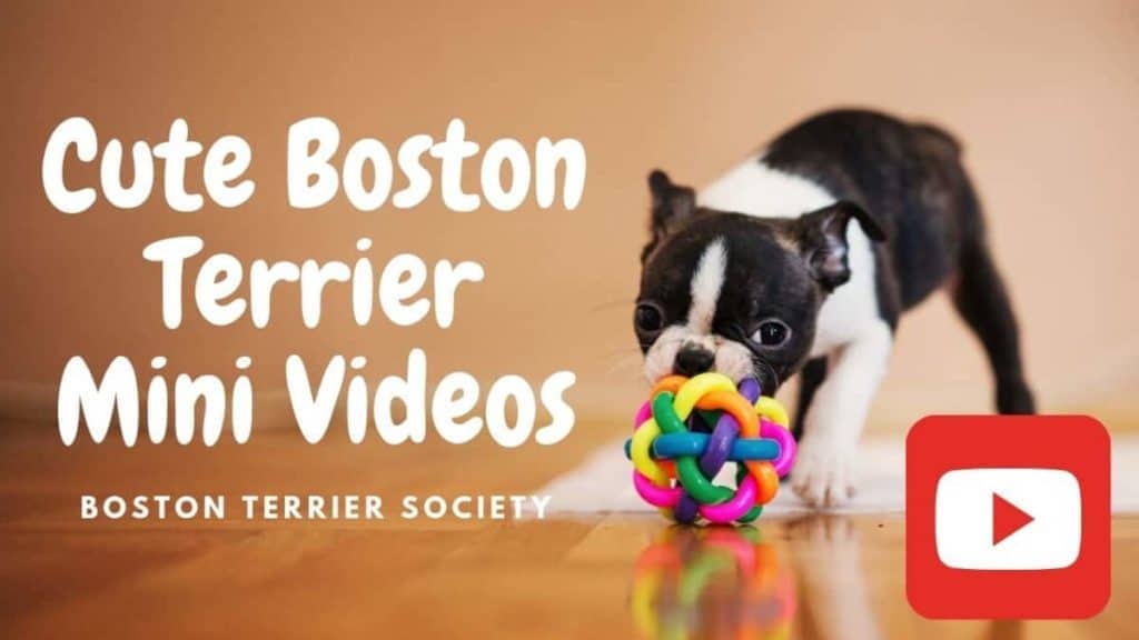 Cute Videos Of Sofia and Bella: Funny Boston Terrier