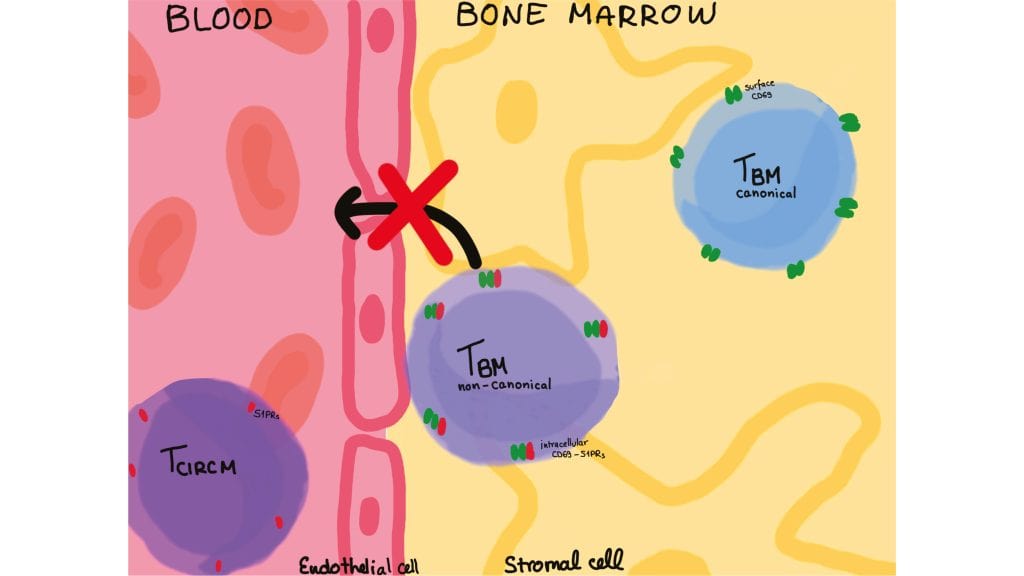 Das Bild zeigt, dass CD69- Zellen nicht aus dem Knochenmark wandern können.
