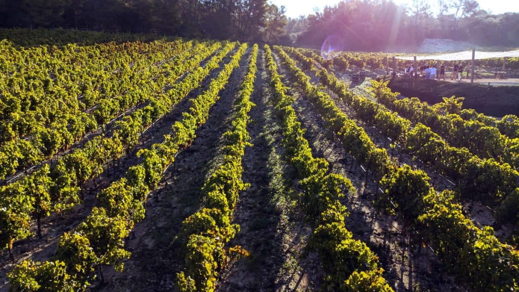 VINEYARD SUITE Finca Mallorca